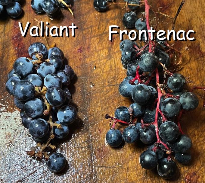 Frontenac Grape Seeds