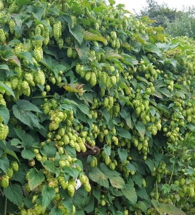 Fuggle Hops Seeds