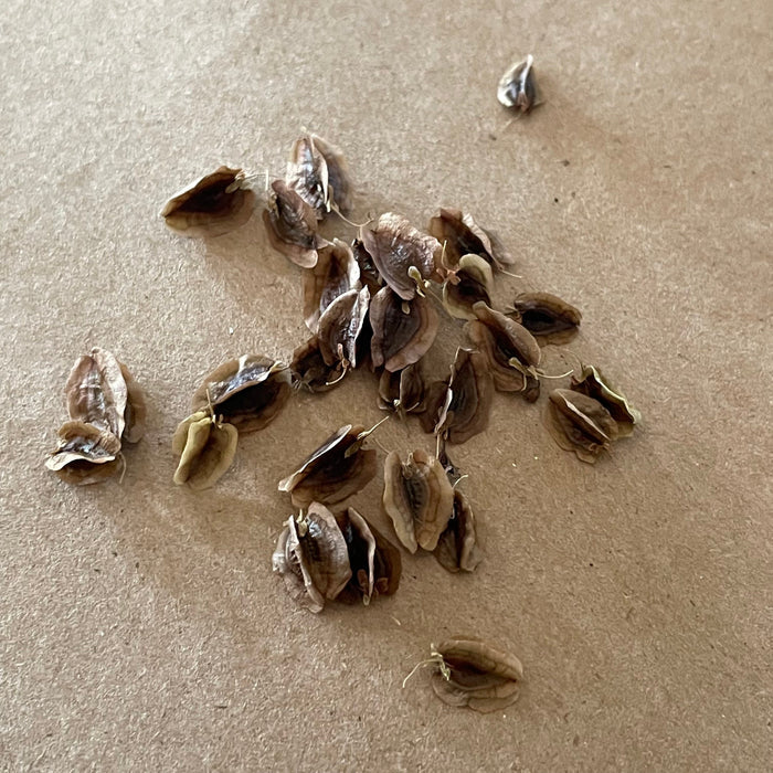 Garden Rhubarb Seeds