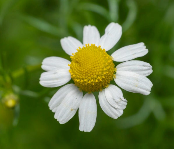 German Chamomile Seeds