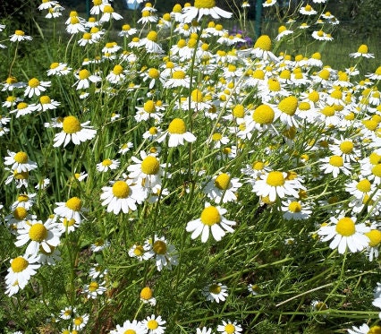 German Chamomile Seeds