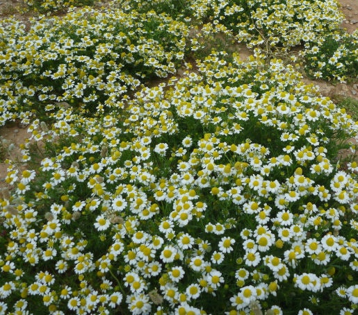 German Chamomile Seeds