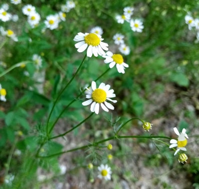 German Chamomile Seeds