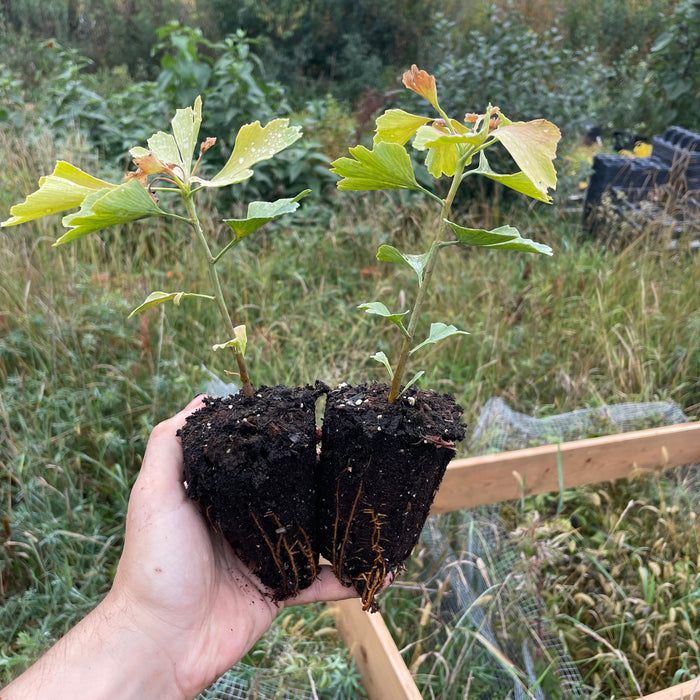 Ginkgo Seedlings
