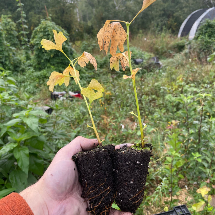 Ginkgo Seedlings