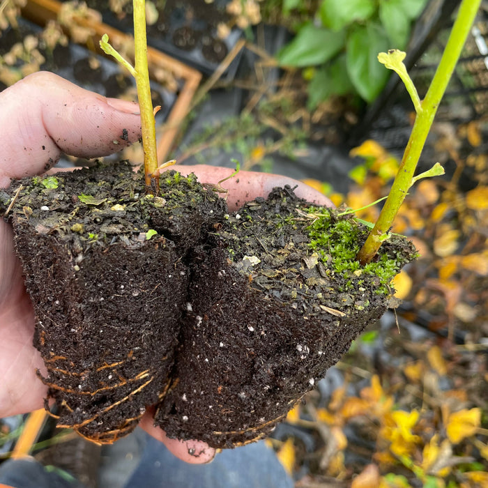 Ginkgo Seedlings