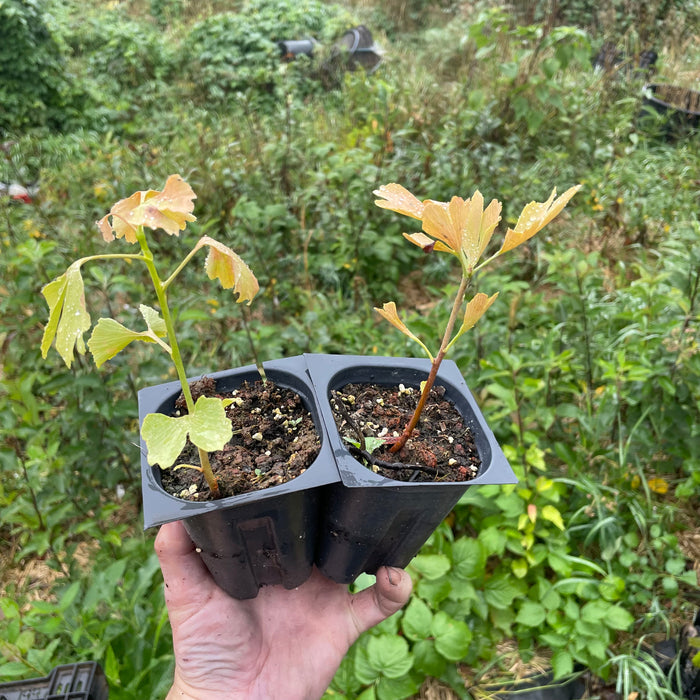 Ginkgo Seedlings