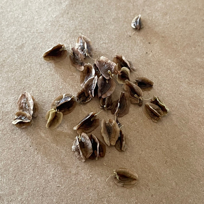 Glaskins Perpetual Rhubarb Seeds