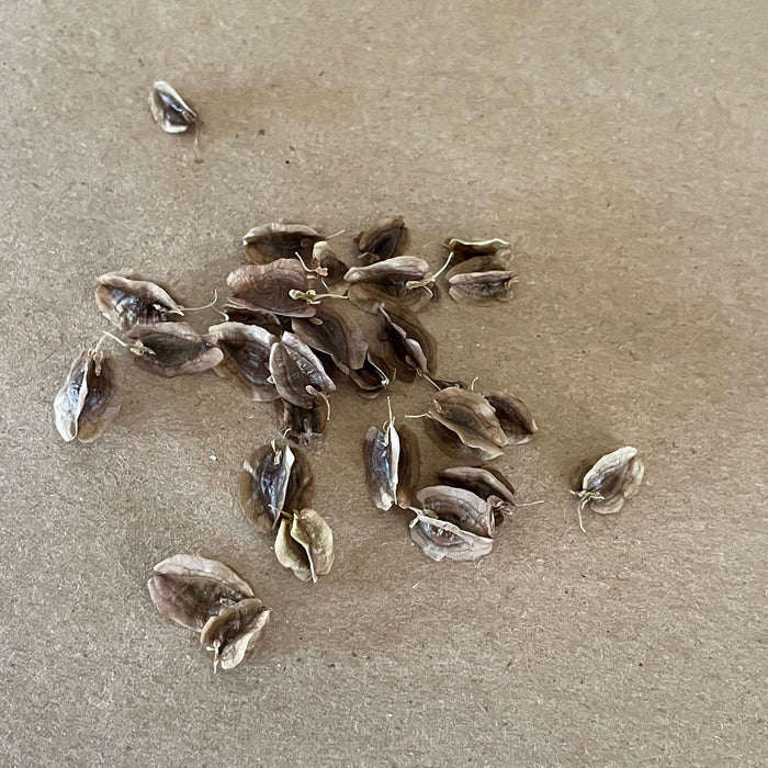 Glaskins Perpetual Rhubarb Seeds