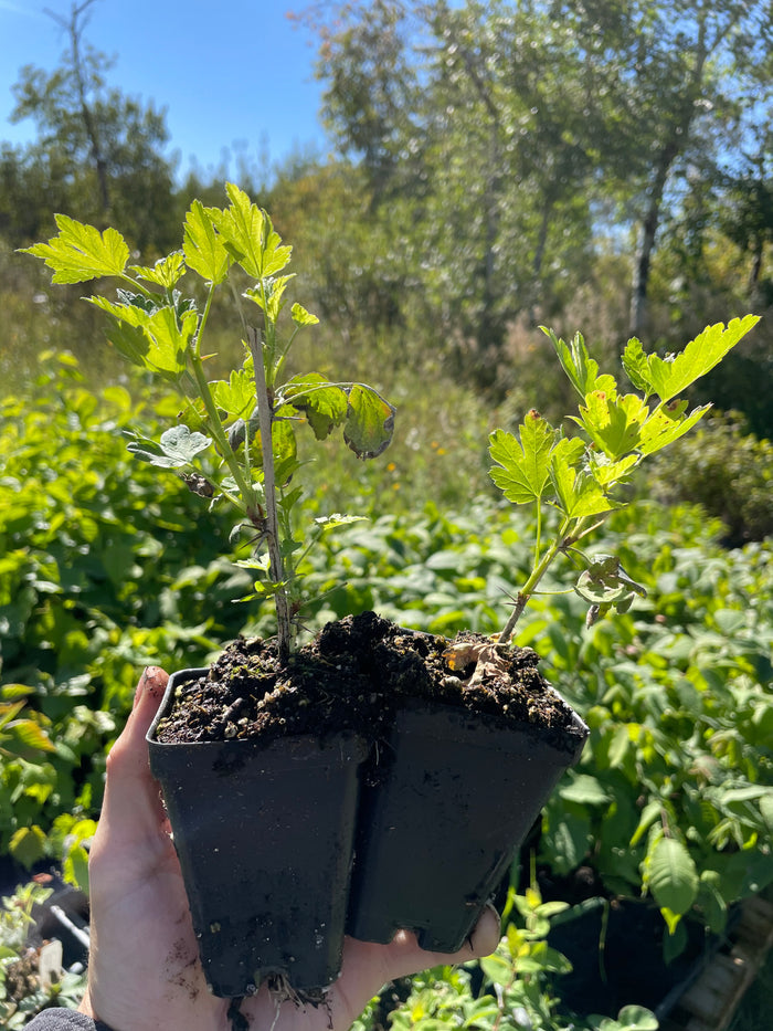 Glendale Gooseberry