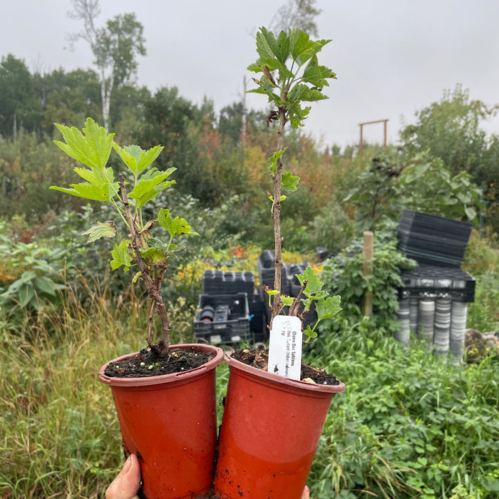Gloire des Sablons Pink Currant
