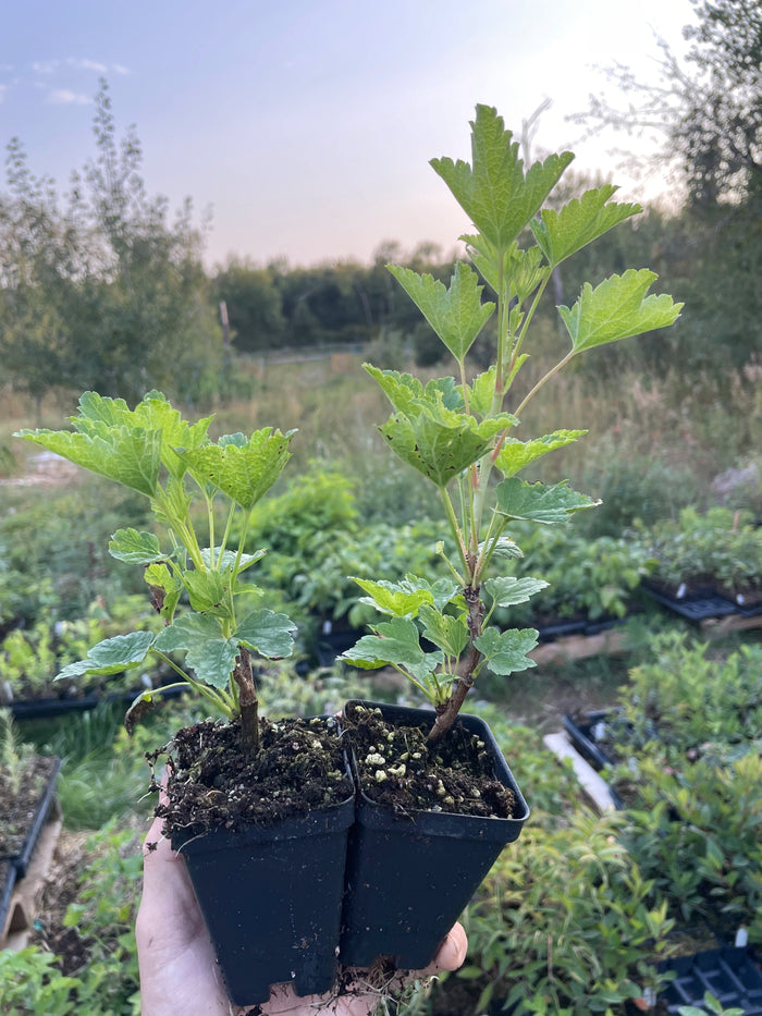 Gloire des Sablons Pink Currant