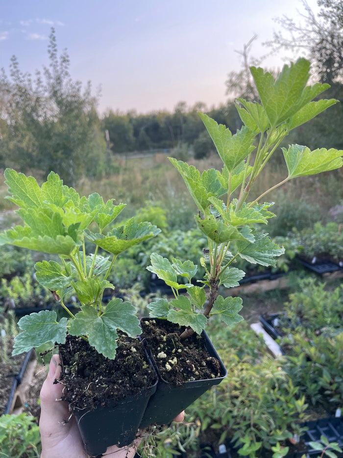 Gloire des Sablons Pink Currant