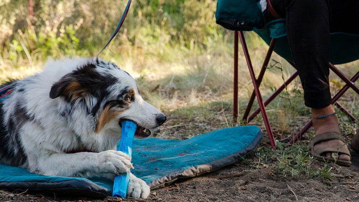 Gnawt-a-Stick Dog Toy