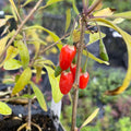 Goji Berry (Lycium barbarum)