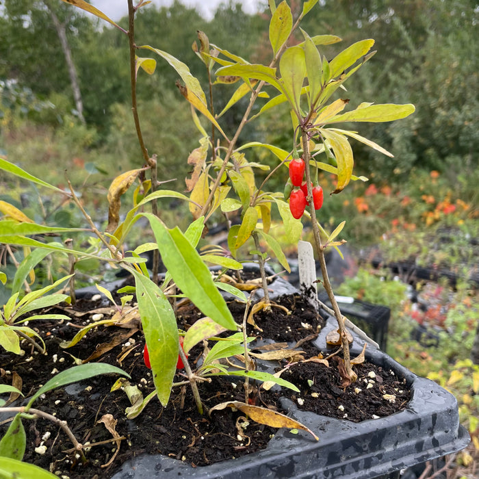 Goji Berry (Lycium barbarum)