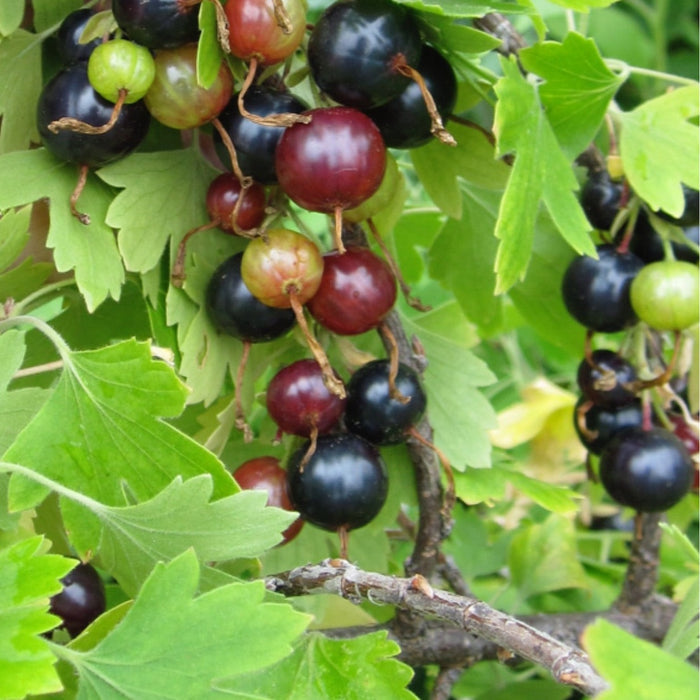 Golden Currant