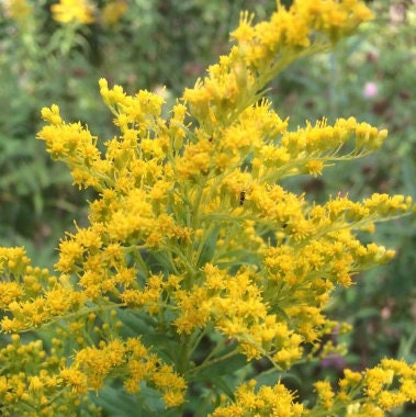 Goldenrod Seeds
