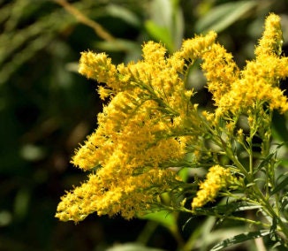 Goldenrod Seeds