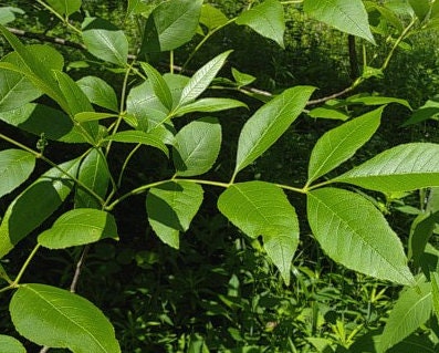 Green Ash Seeds