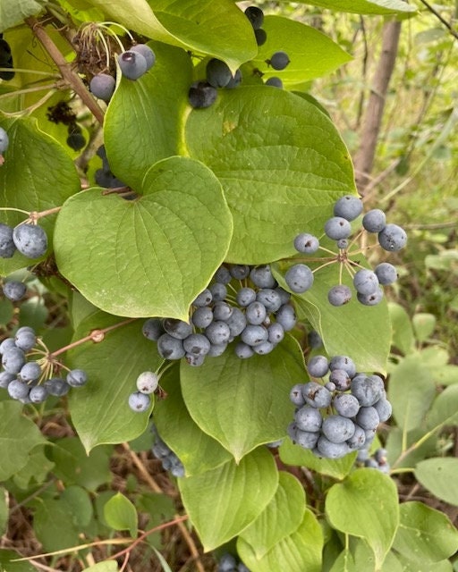 Greenbrier Seeds (Smilax sp.)