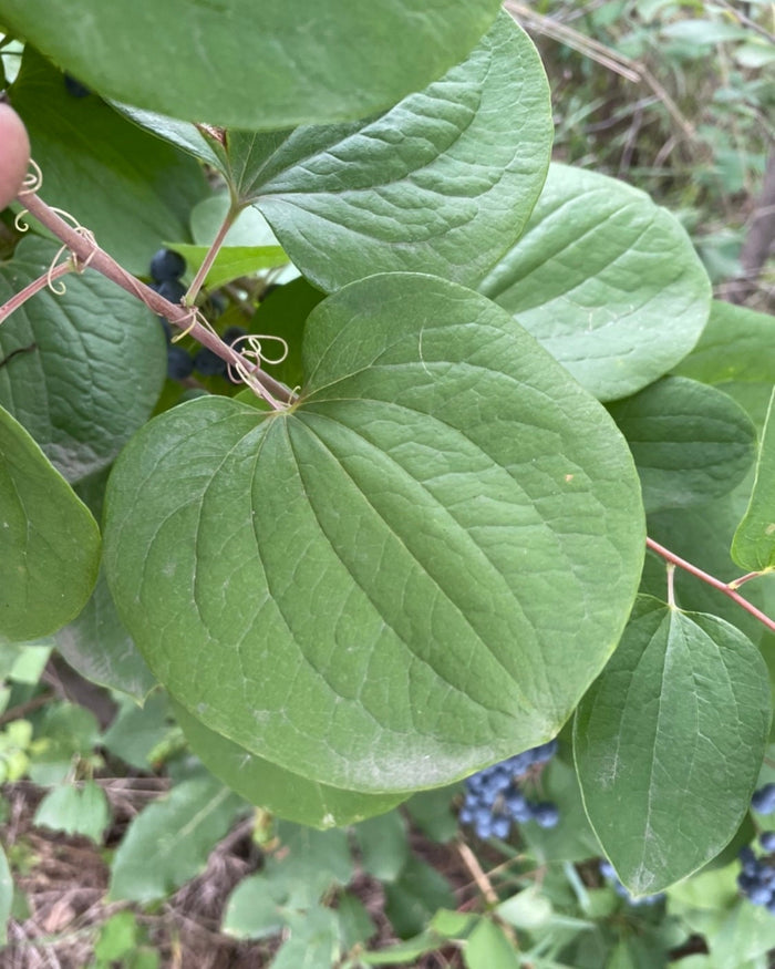 Greenbrier Seeds (Smilax sp.)