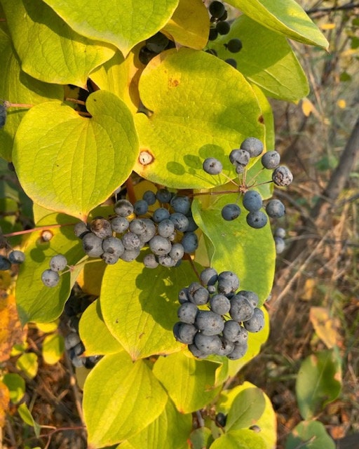 Greenbrier Seeds (Smilax sp.)
