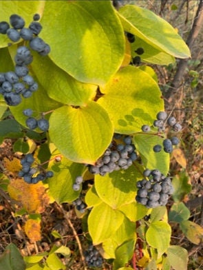 Greenbrier Seeds (Smilax sp.)