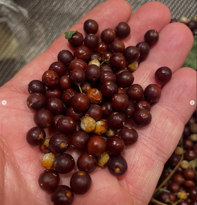 Hackberry Seeds