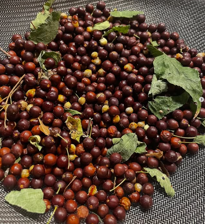 Hackberry Seeds