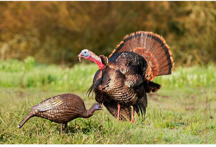 Hard Body Feeder Hen Decoy