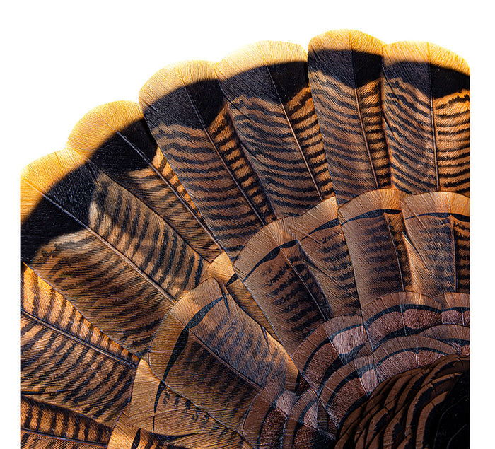 HDR Strutter Decoy