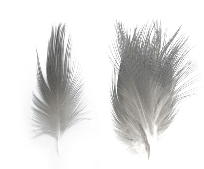 Heron Feathers