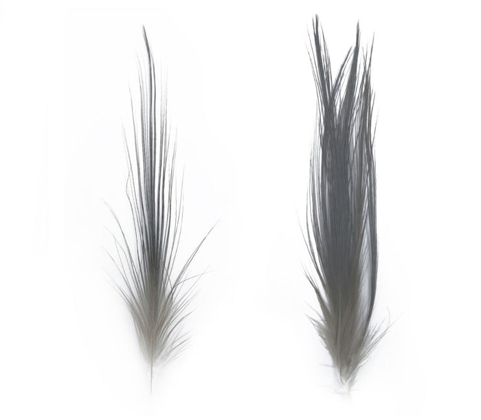 Heron Feathers