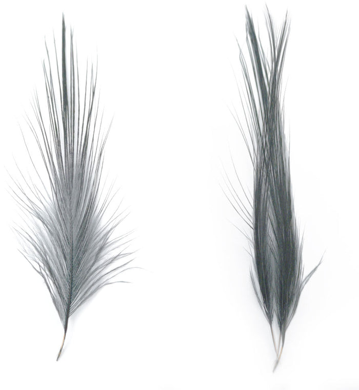 Heron Feathers