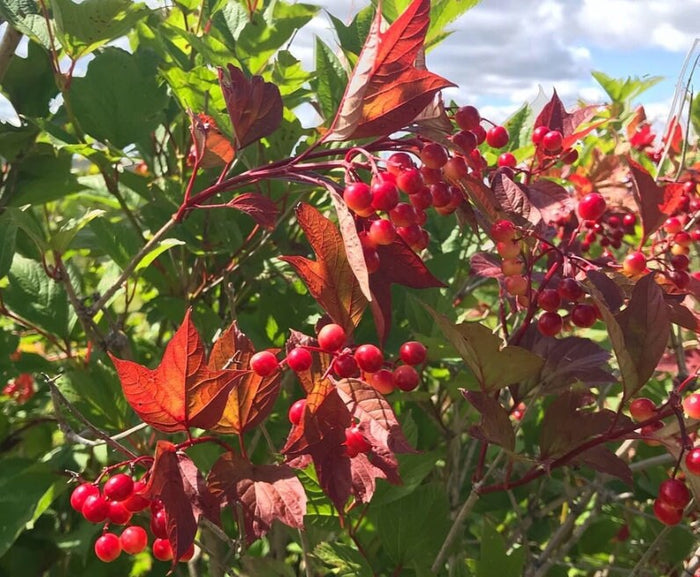 Highbush Cranberry
