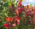 Highbush Cranberry
