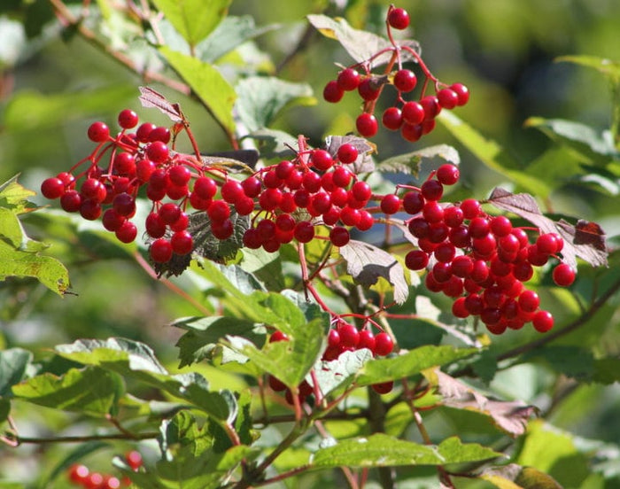 Highbush Cranberry