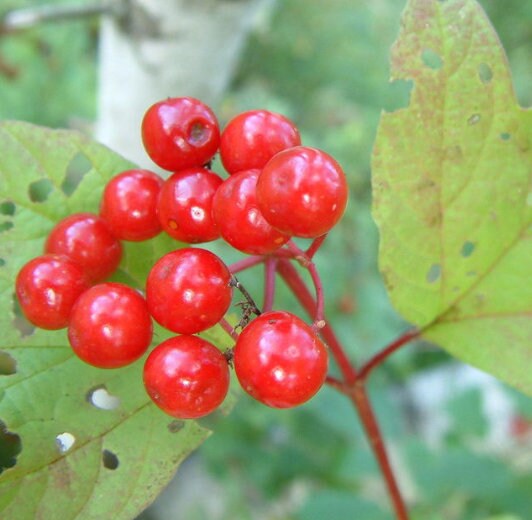 Highbush Cranberry