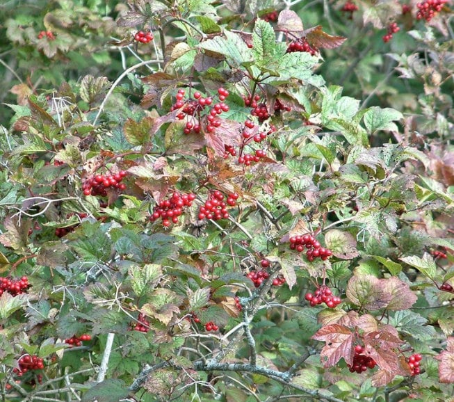Highbush Cranberry