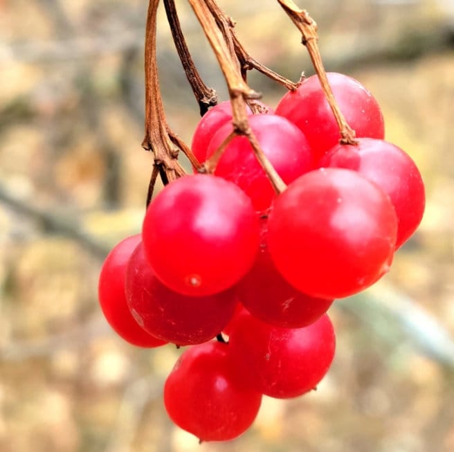 Highbush Cranberry