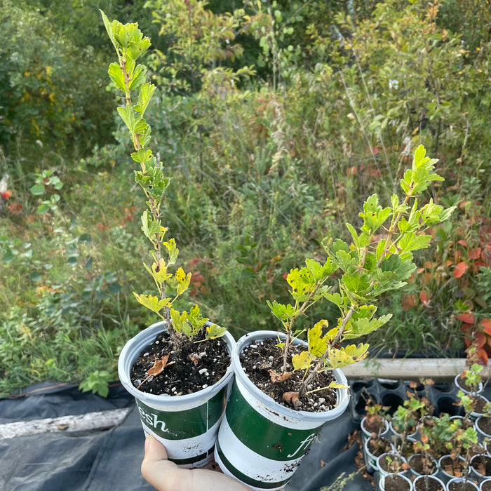 Hinnomaki Red Gooseberry