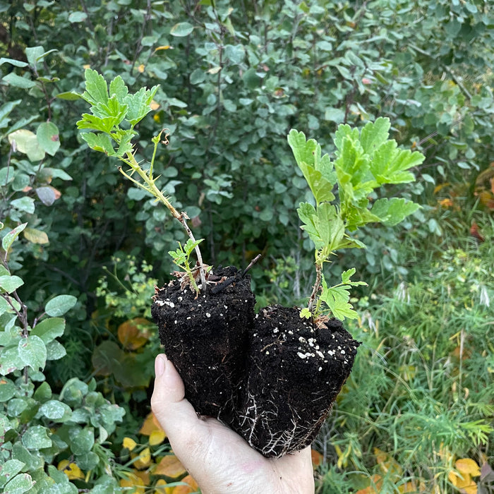 Hinnomaki Red Gooseberry