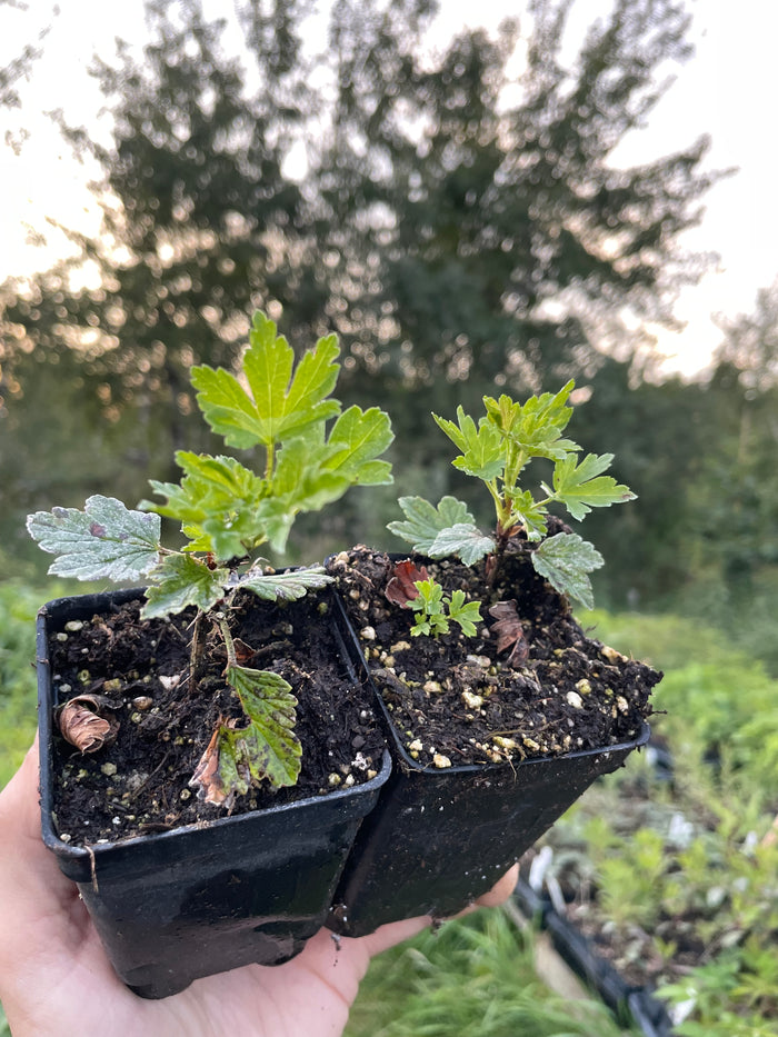 Hinnomaki Red Gooseberry