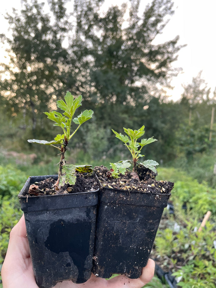 Hinnomaki Red Gooseberry