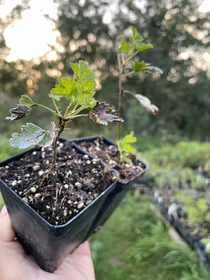 Hinnomaki Yellow Gooseberry