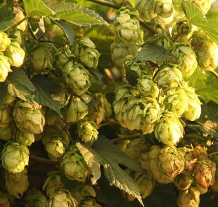 Hops Seeds