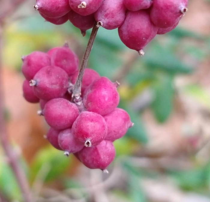 Indian currant seeds and berries replacement image