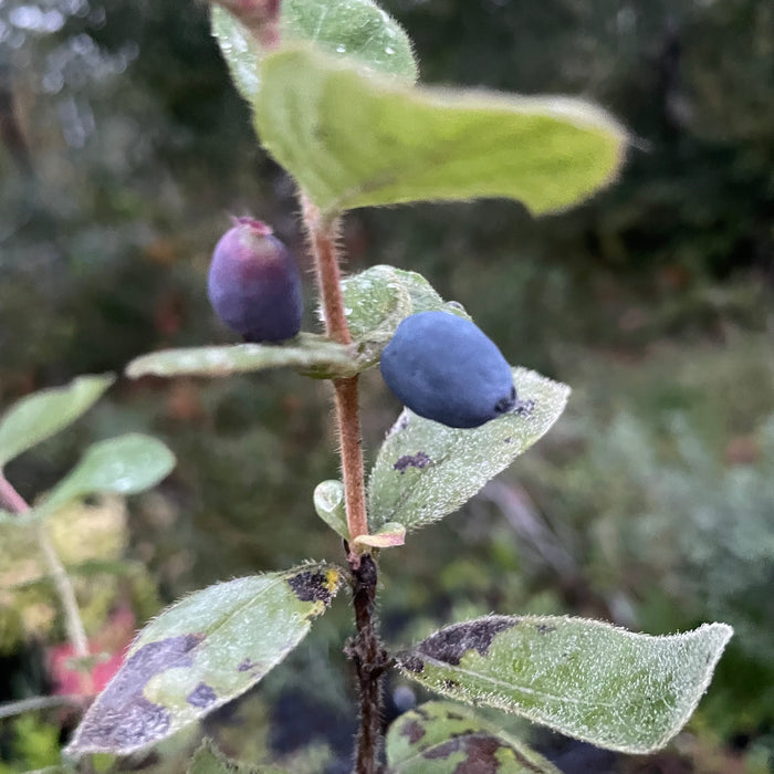 Indigo Gem Haskap