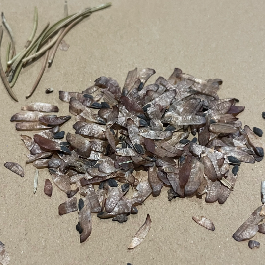 Jack Pine Seeds